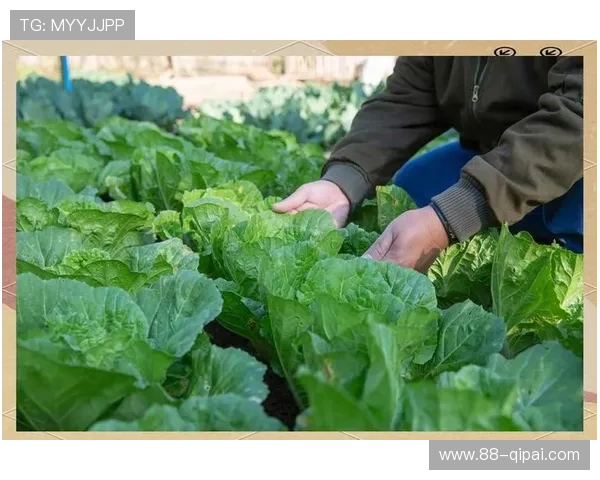 揭秘白菜冠军论坛策略:如何在投资中获得成功